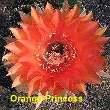 EP-H. Orange Princess.4.4.jpg 